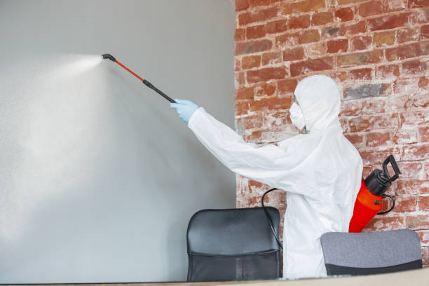 Trusted St David, AZ Mold Removal Experts